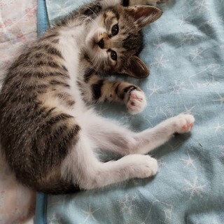 キジ白ソックス柄の可愛いテンくん