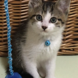 野良の子「キジ白くん」の里親募集