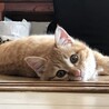 jun.koさん