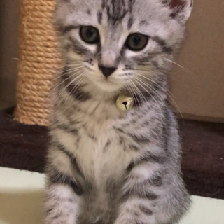 野良の子「グレーちゃん」の里親募集