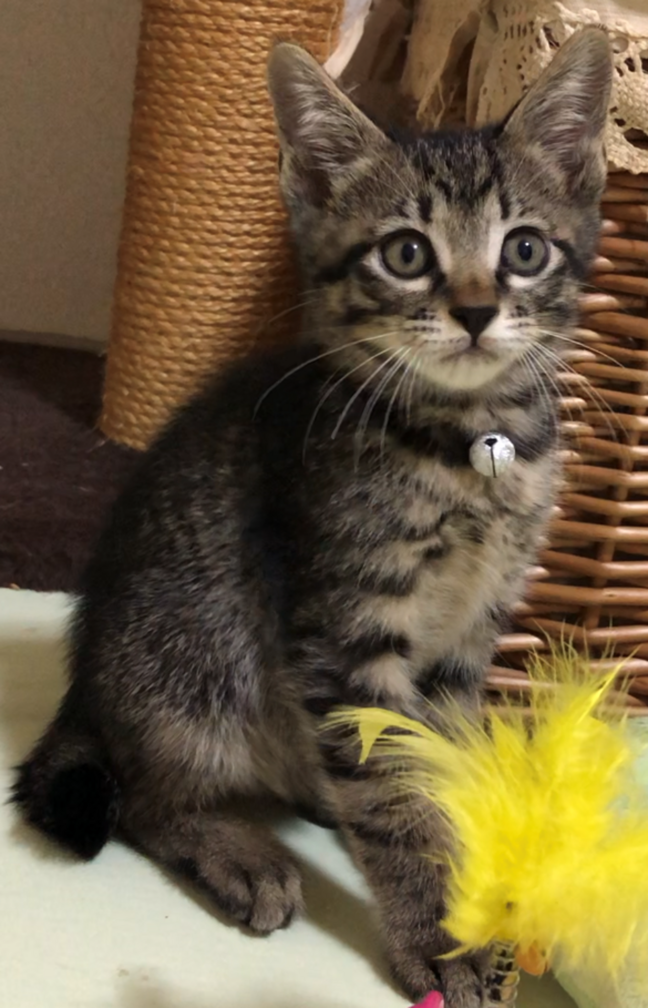 野良の子「黒キジくん」の」埼玉県 - 猫の里親募集(365288