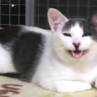 野良の子「ルア」の里親募集