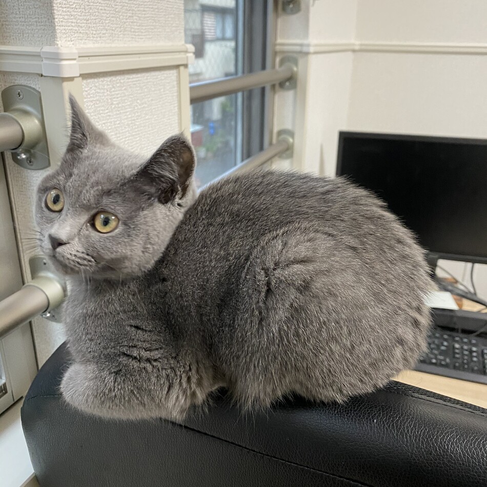 モルのカバー写真