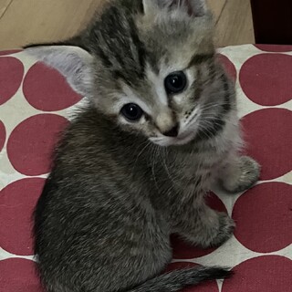 僕の家族になってください♡