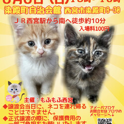ほごねこの幸せ譲渡会