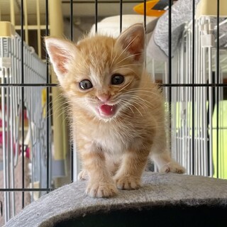 cat-M1025　可愛過ぎる茶トラ君♪