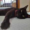 人が大好き！ とーっても甘えん坊な黒猫ちゃん❤︎
