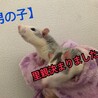 ファンシーラット 男の子2匹 ぜひ家族の一員に。 サムネイル3