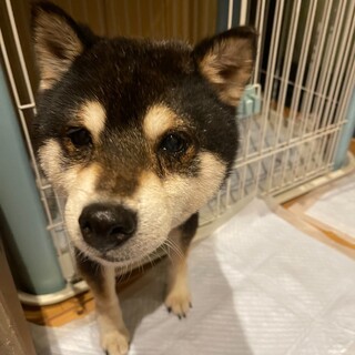 【一旦停止】控え目で静かな黒柴女の子