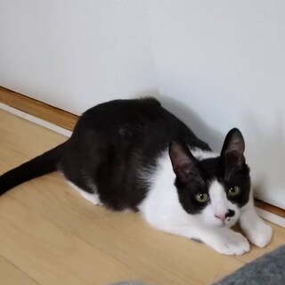 鼻横のホクロが可愛いハッチ