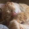 スヤスヤと気持ちよさそうに寝てる姿が見れて幸せ☺️
