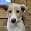 プンバァのずっとのおうちを探しています