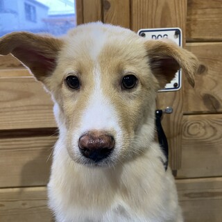 プンバァのずっとのおうちを探しています