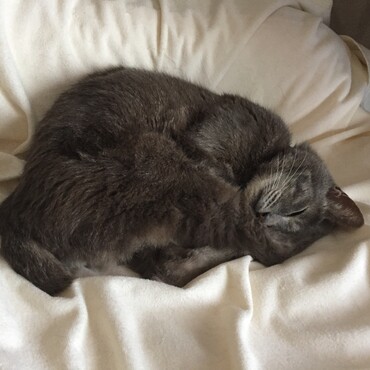 最近豊漁なので満足してる⁈まだまだ猫生の楽しみは尽きない٩( 'ω' )و