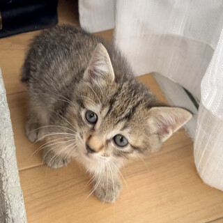 典型的和猫特有のうさぎ尻尾のキジトラちゃん♀