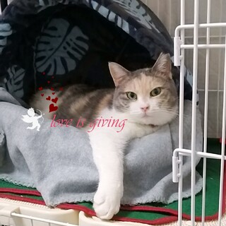 甘えん坊のベッタリちゃん