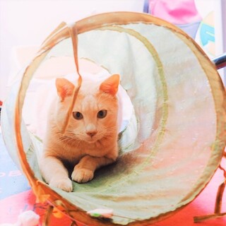 ミルクティー色のへっぴり腰茶トラ君憎めない子です