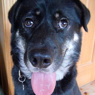  怖いことどんどん克服中、優しいダンディ