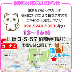 猫のお見合い会