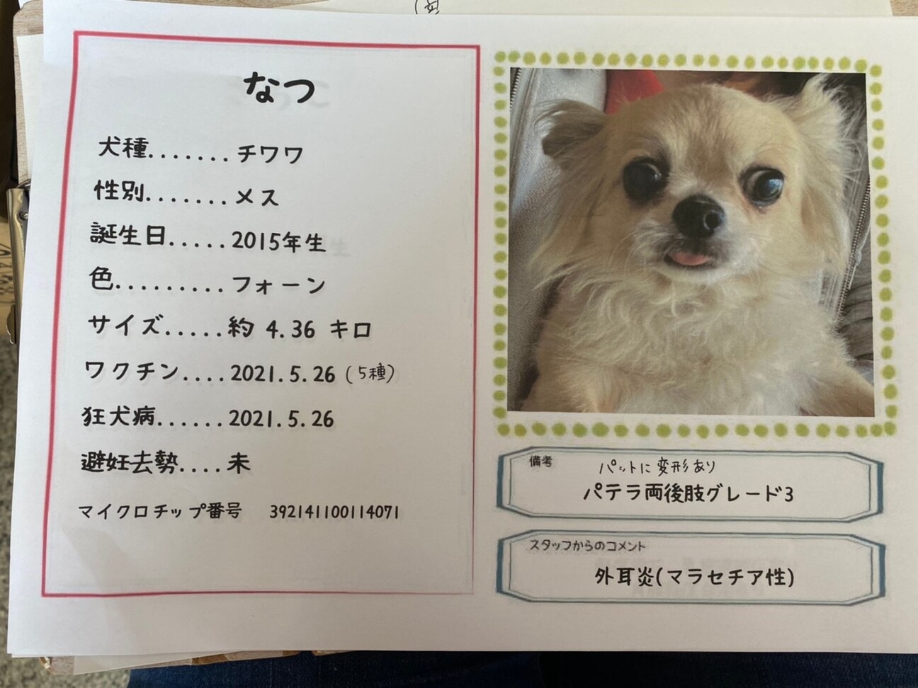 なつ 気が強いけど人は大 東京都 犬の里親募集 ペットのおうち 月間利用者150万人