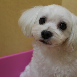 スフレちゃん　推定5ヶ月