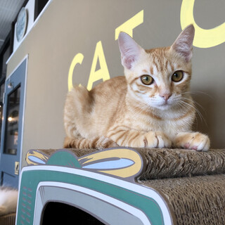 おっとりタイプ『カール』