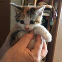 三毛子猫の里親さん決定!!