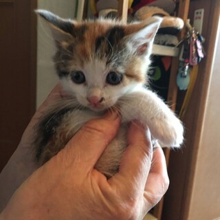 三毛子猫の里親さん決定!!