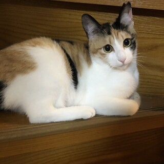 なでなで大好き☆甘えたな三毛猫女の子