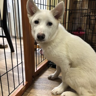【里親様決定】まさおの幸せが見つかりました♡