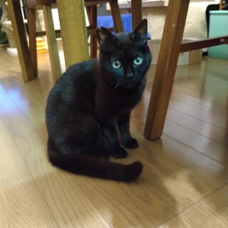 【募集一旦停止】劣悪な環境からのレスキュー№４