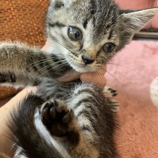 里親さま決まりました☆