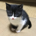 生後一ヶ月の子猫です