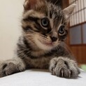 生後1ヶ月♪甘えんぼキジちゃん♡