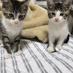 保護猫の譲渡会in守山