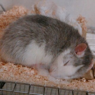 ファンシーラット 男の子2匹 ぜひ家族の一員に。