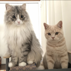 先住と後住の中の悪さ