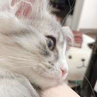 ルイ