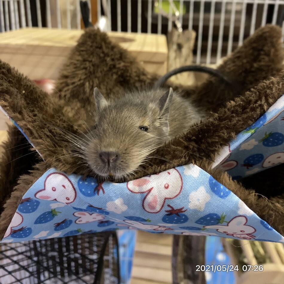 だいずのカバー写真