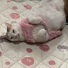 ゆうくん♂人馴れ抜群◎甘えん坊デカニャンコ サムネイル6