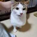 子猫より絶対可愛い、あやちゃん！里親さま決定