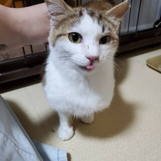 子猫より絶対可愛い、あやちゃん！里親さま決定