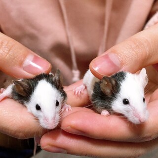 パンダマウス ｢現在検討中｣