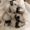 パンダマウス ｢現在検討中｣ サムネイル3