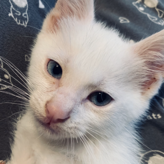 ②ダイくん　2ヶ月　ブルーアイ　オス