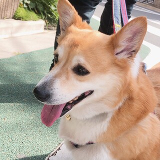 ご応募多数のため一旦募集停止、ラキちゃん❣️