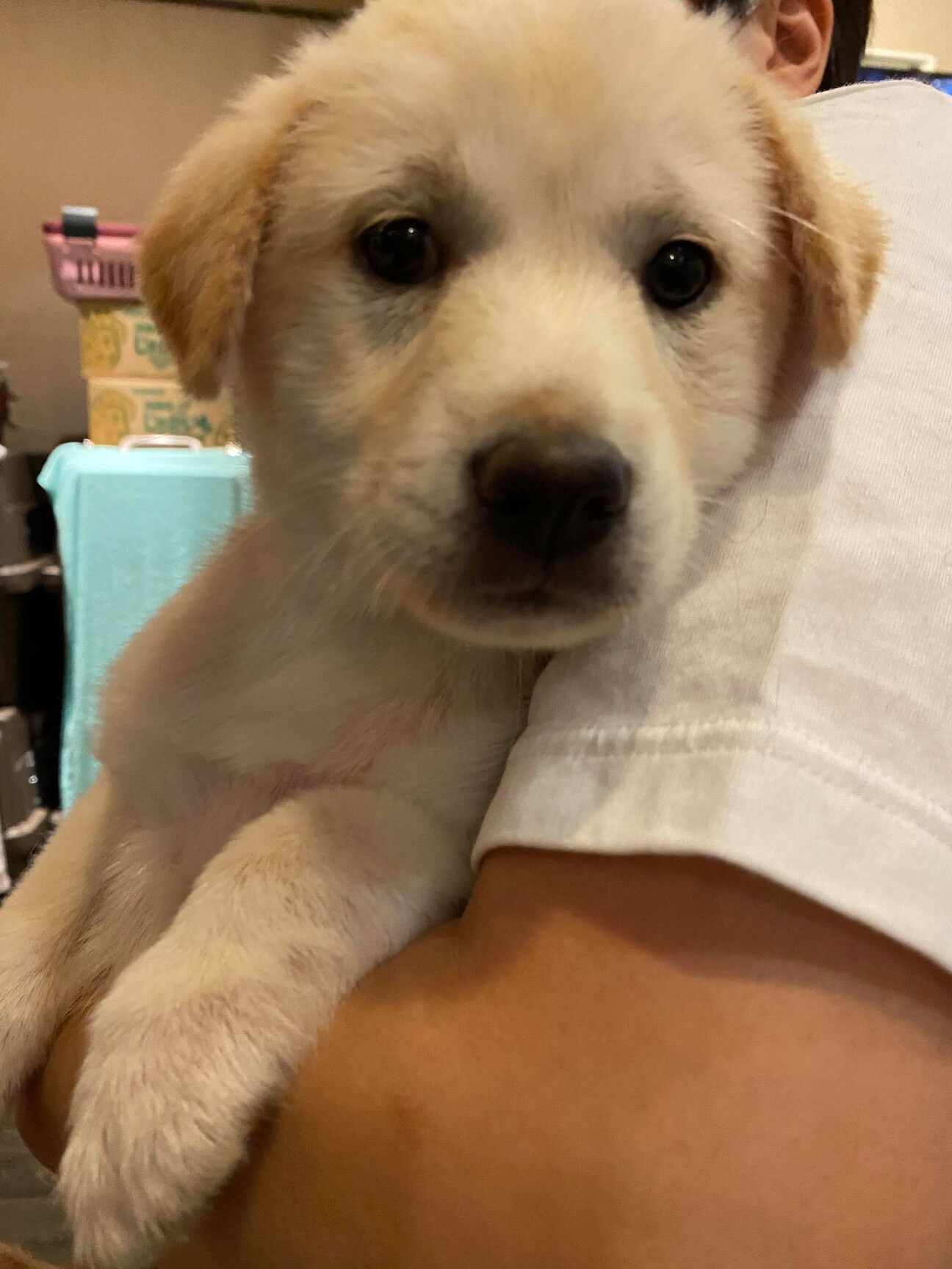 保護っこ カウ 里親絶賛 兵庫県 犬の里親募集 3654 ペットのおうち 月間利用者150万人