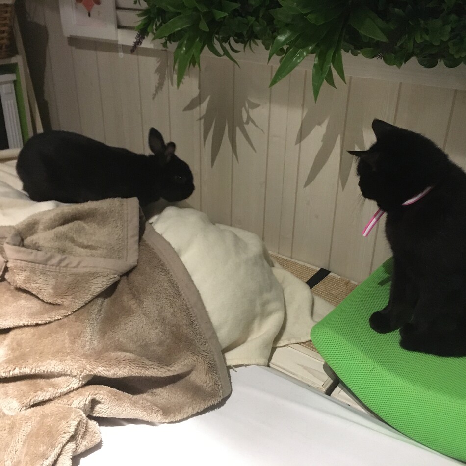 トーカのカバー写真