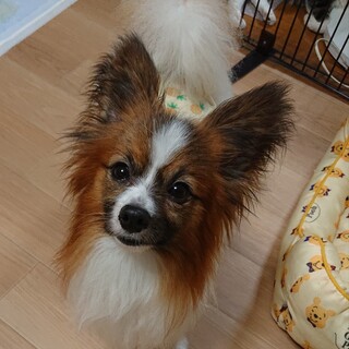 控えめ男子★パピヨン 大和君 ３歳