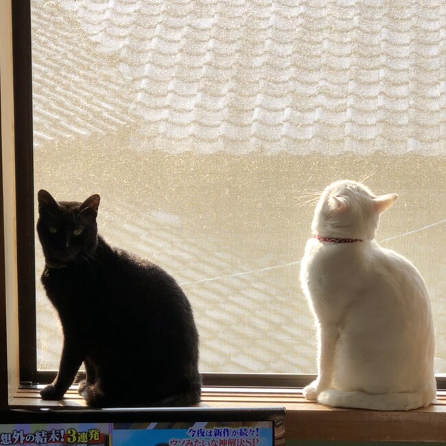 にゃん太郎君のカバー写真